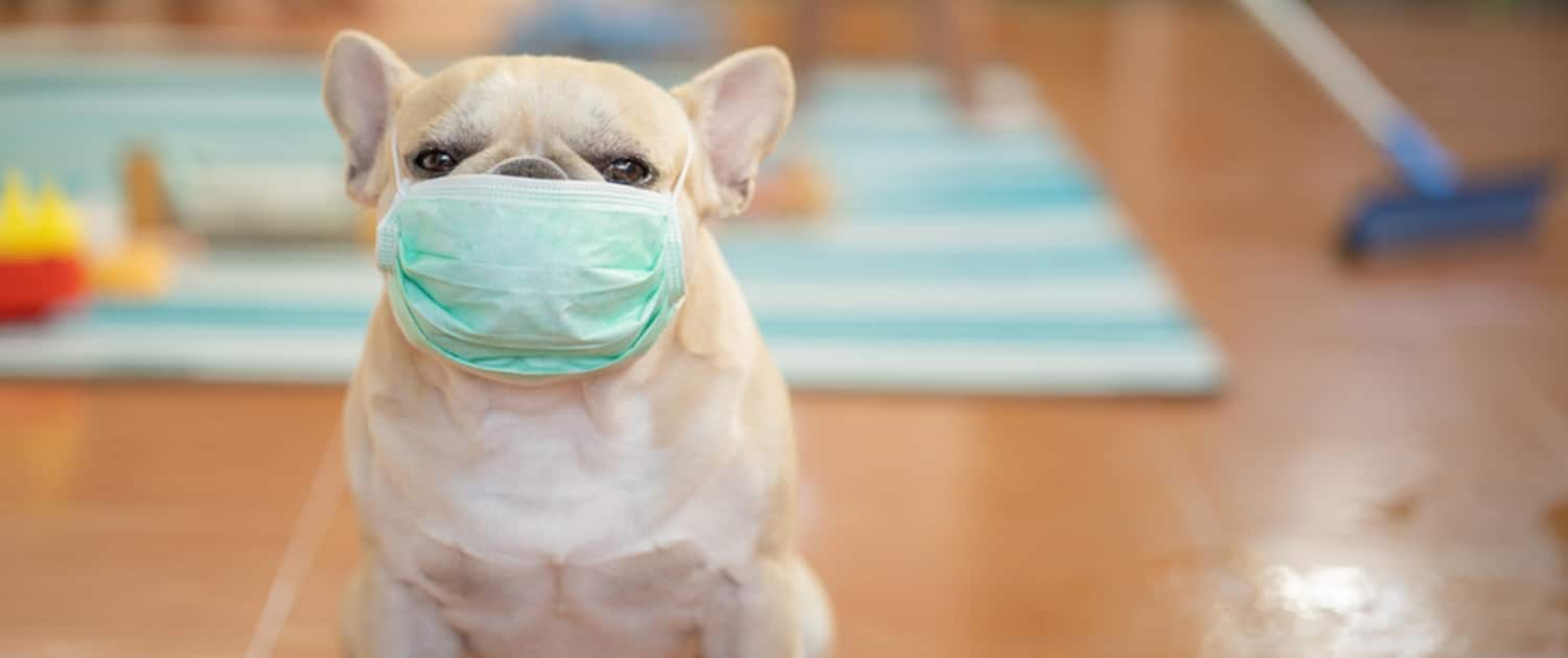 A Pug, a small breed of dog, wearing a protective mask over its face.